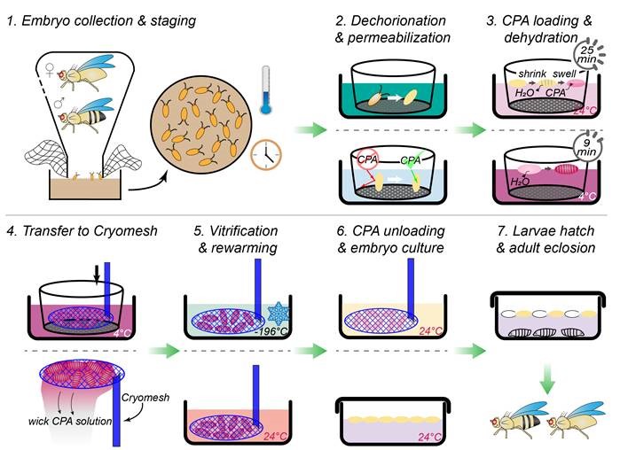 An overview of the Drosophila cryopreservation process. Figure courtesy of Dr. John Bischof, University of Minnesota.