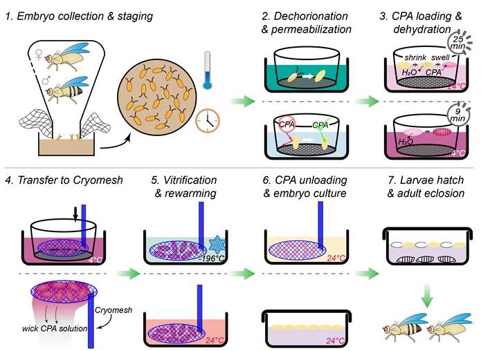 New method preserves viable fruit fly embryos in liquid nitrogen