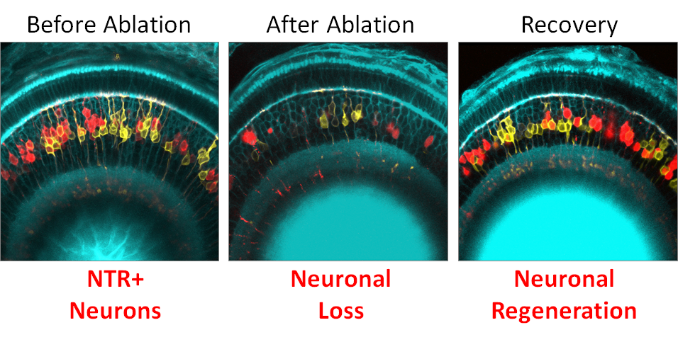 Dr. Jeffrey Mumm’s team is using targeted cell ablation in zebrafish to visualize cellular regeneration. Image courtesy of Dr. Jeffrey Mumm, Wilmer Eye Institute, Johns Hopkins Medicine.