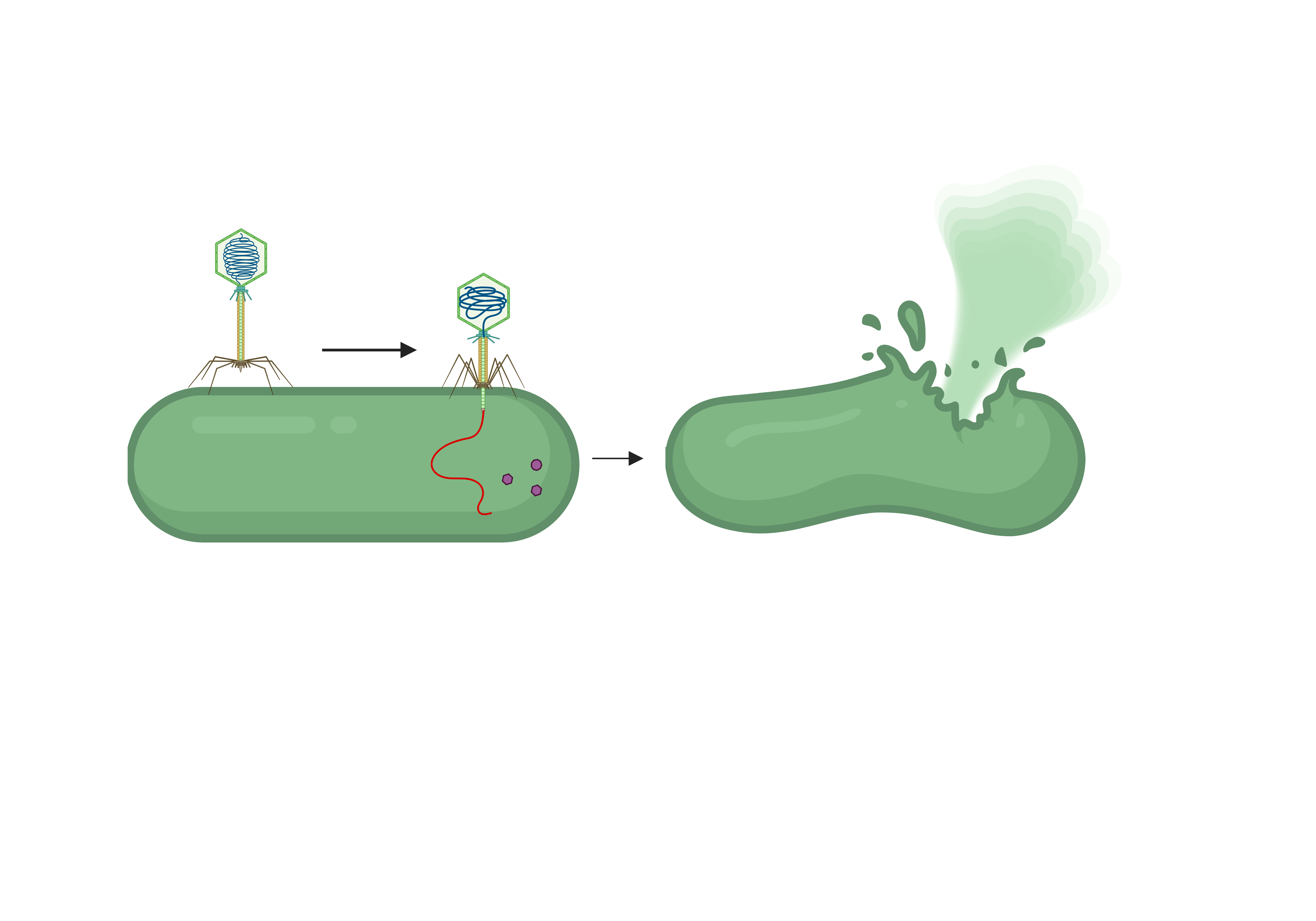 A bacteriophage attaches to receptors on the bacterial cell surface by its tail structure. Intracellular phages replicate and produce endolysins, which cause bacterial cell lysis.