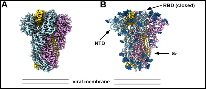 Molecular diagrams showing the architecture and antigenicity of the PRD-0038 S trimer