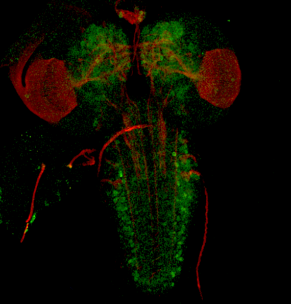 Fluorescent microscopy image showing a fruit fly larval brain.