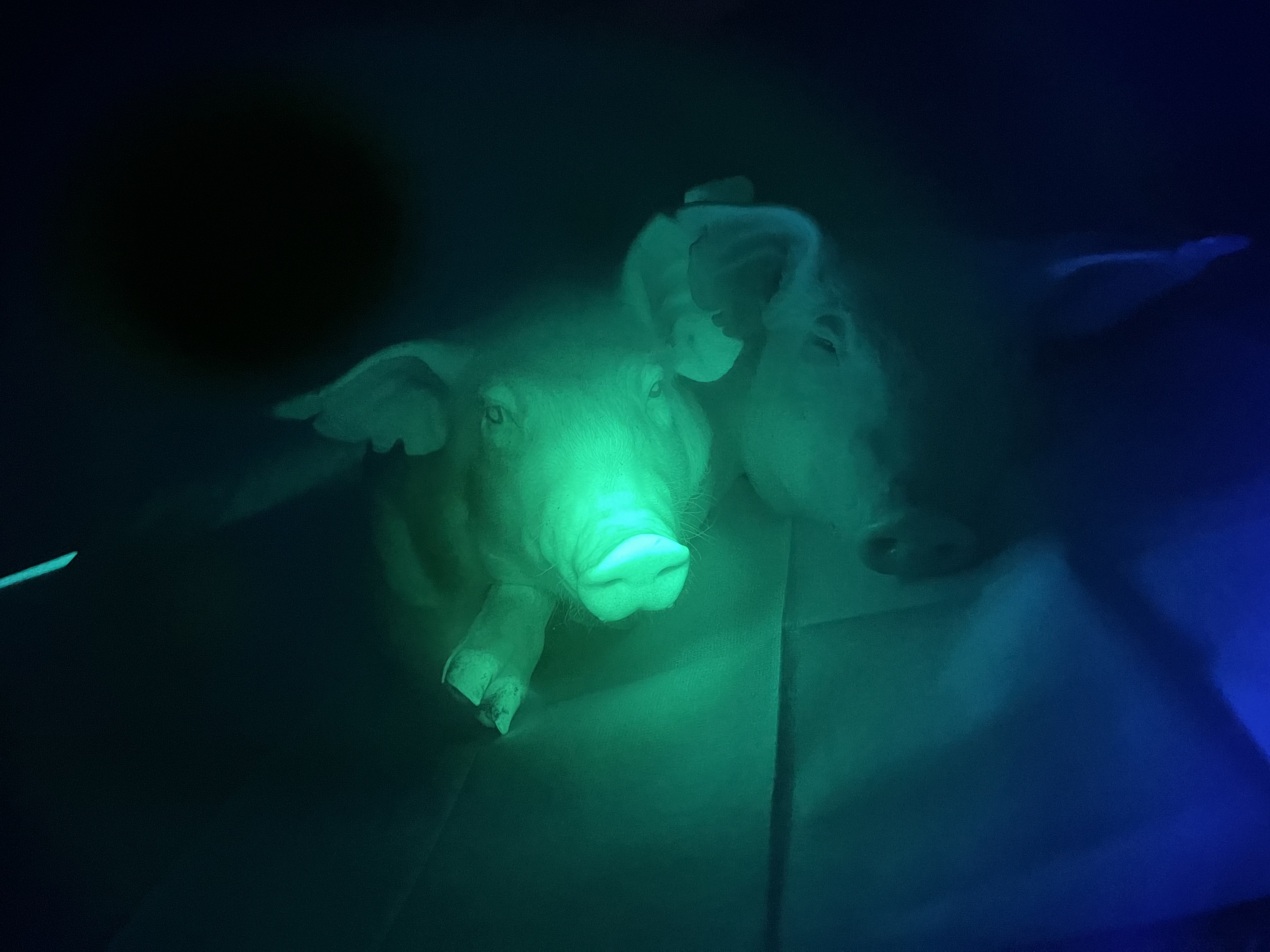 A pig expressing the green fluorescent protein gene alongside a wild-type pig.