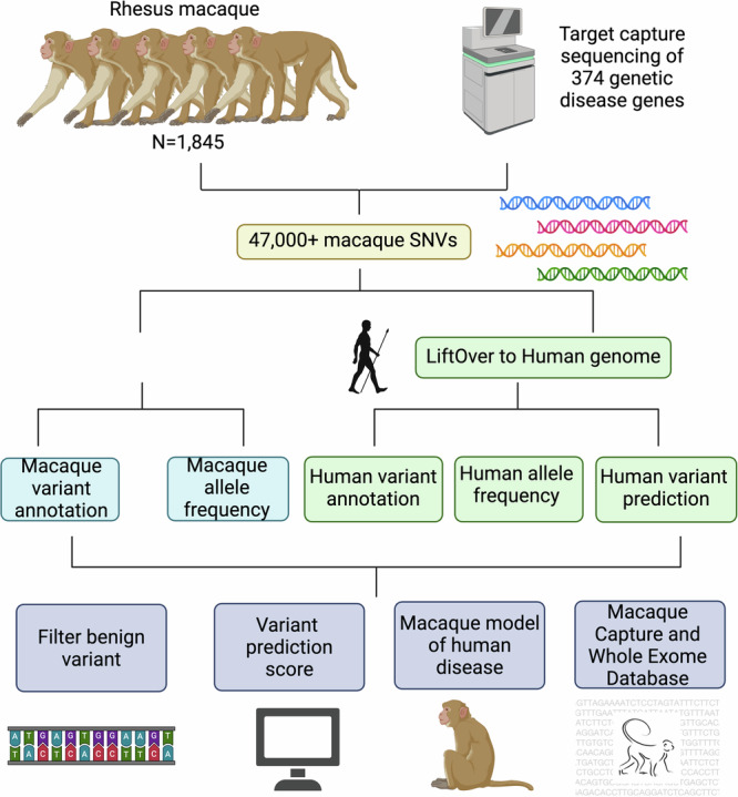 Diagram showing a workflow where genetic variants from 1,845 rhesus macaques are sequenced, annotated, and mapped to the human genome to support variant filtering, prediction, disease modeling, and database creation.