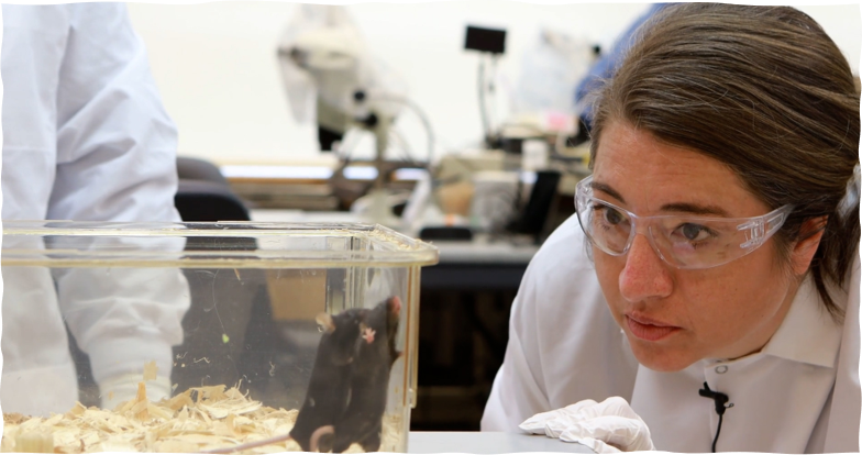 Amber Olsen looks at mice in a laboratory.