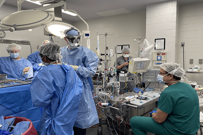 A clinical team performing experimental partial heart transplantation in a piglet.