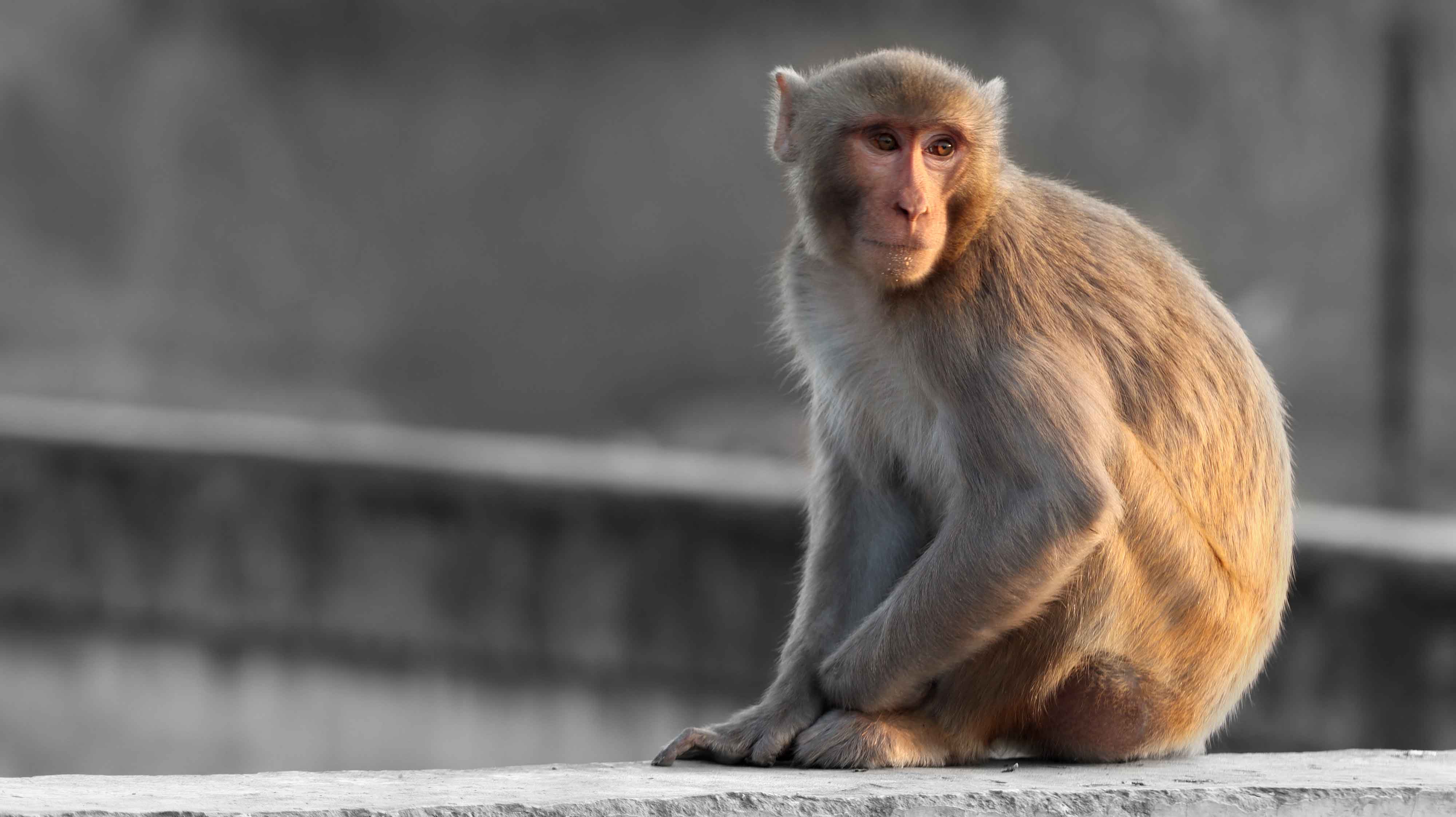 A rhesus macaque.