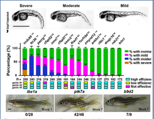 Top: Representative images of different severities of curved axis. Middle: Screen of 15 potential cilia genes and 11 demonstrated ciliary phenotypes. Bottom: Demonstration that the Crispant screen can be used to identify scoliotic genes.