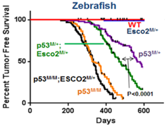 A graph showing tumor-free survival analysis of a zebrafish cohort