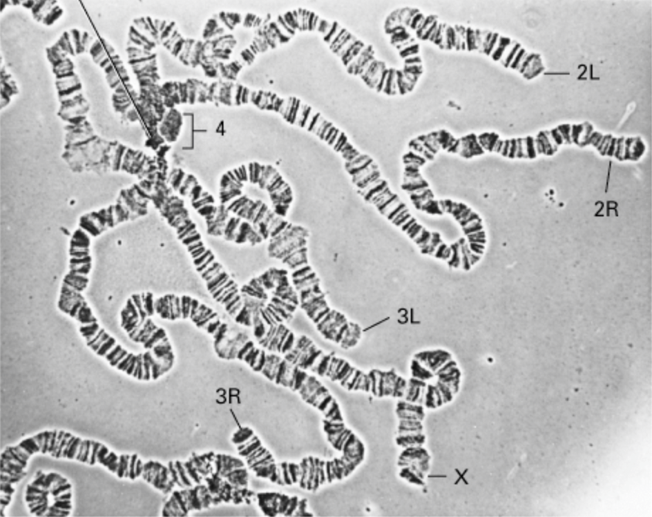 Microscopy image of chromosomes from a fruit fly cell.