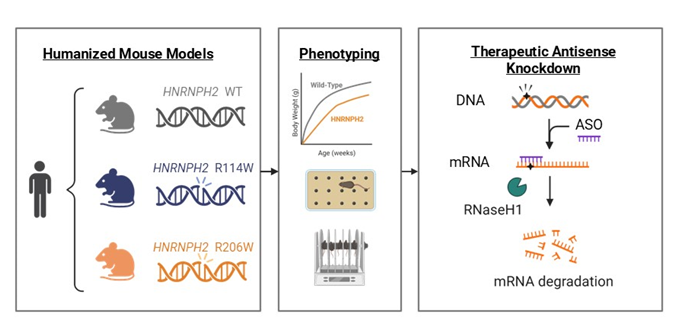 Humanized mouse models design. Phenotyping via body weight, cognition, and motor coordination. Therapeutic antisense knockdown via mRNA degradation.