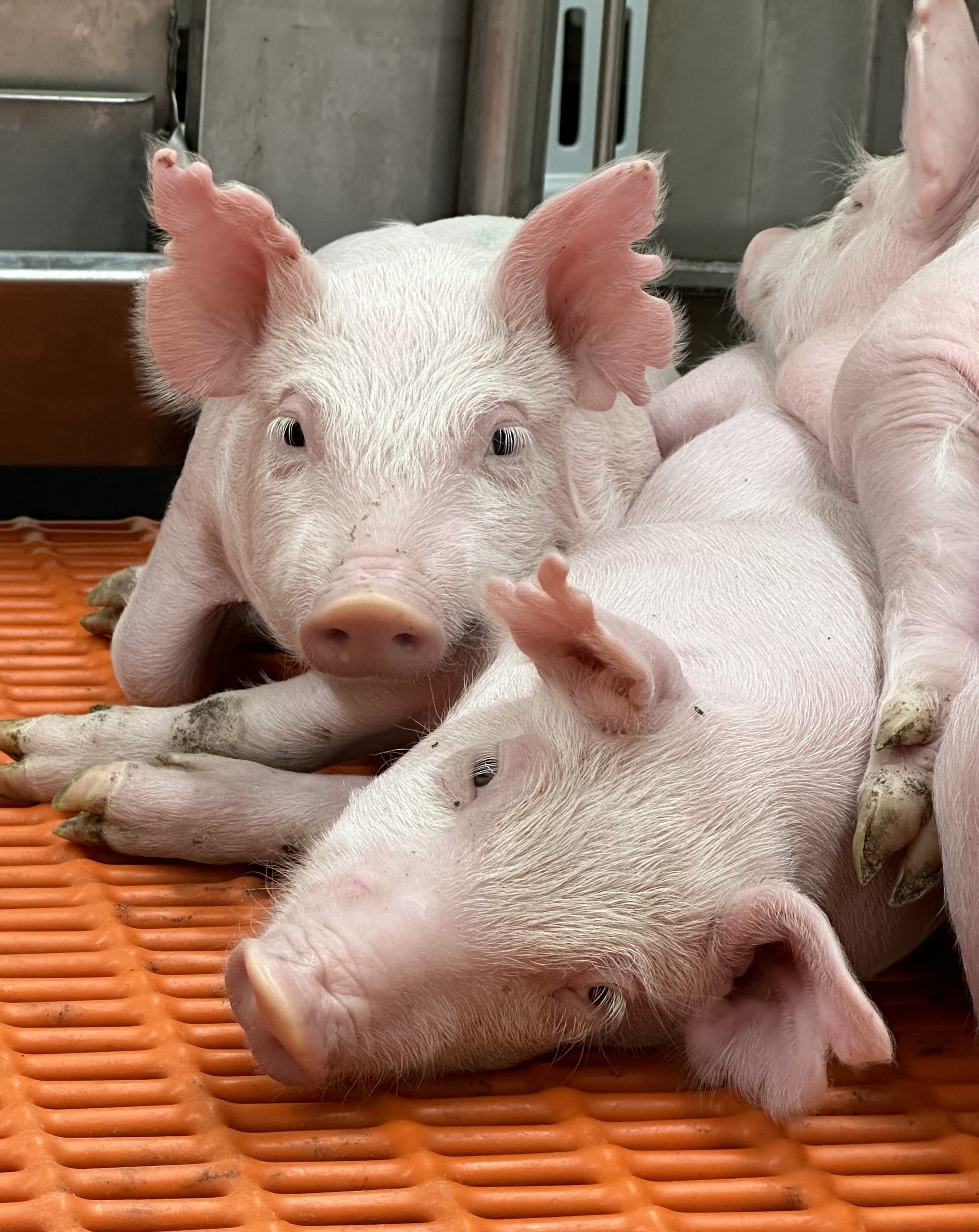 A group of pigs resting together, some lying on top of others.