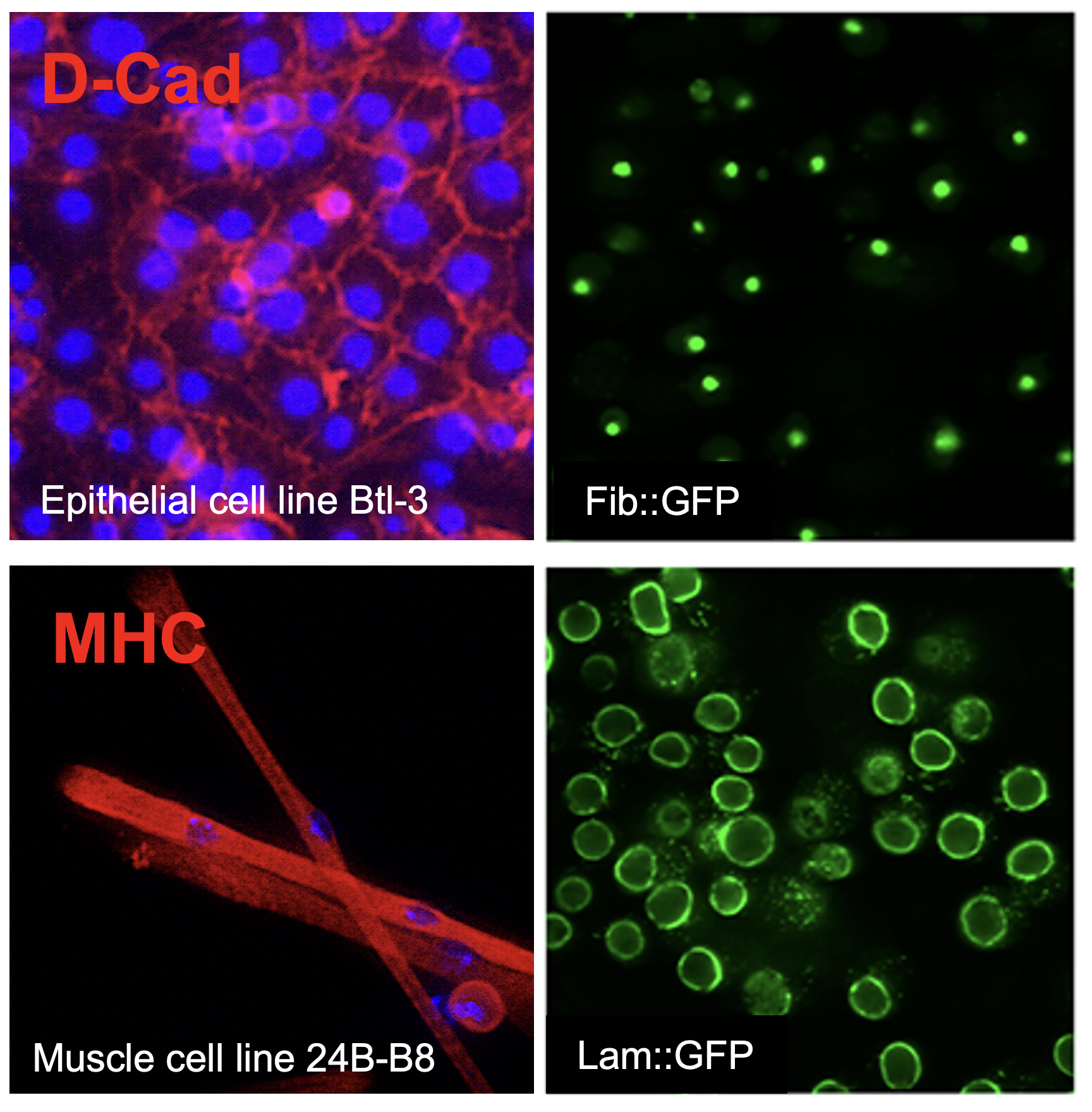 Four different cell lines.