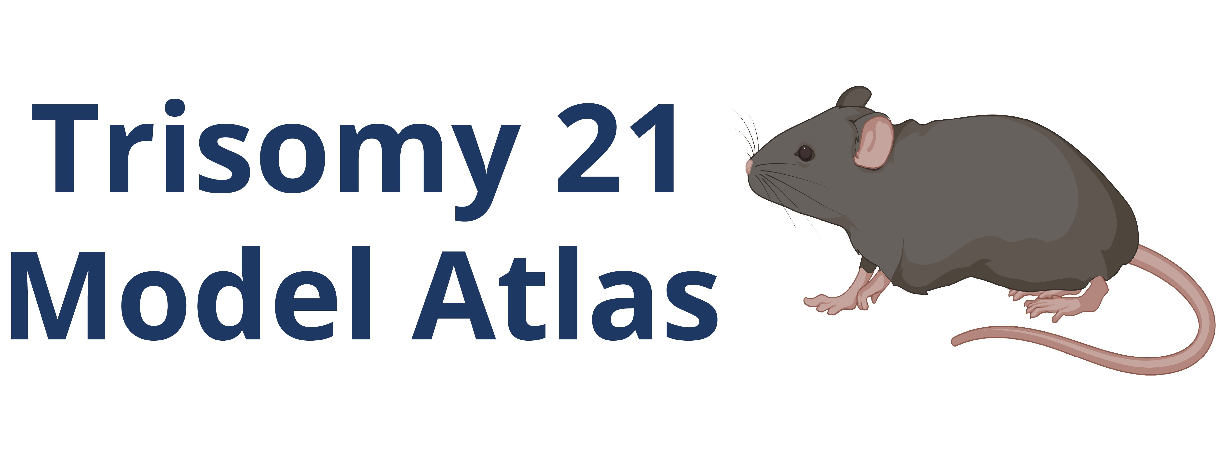 An illustration of a mouse. Trisomy 21 Model Atlas.