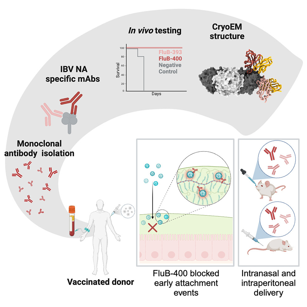Figure 2: A diagram showing isolation of human antibodies against influenza B neuraminidase.