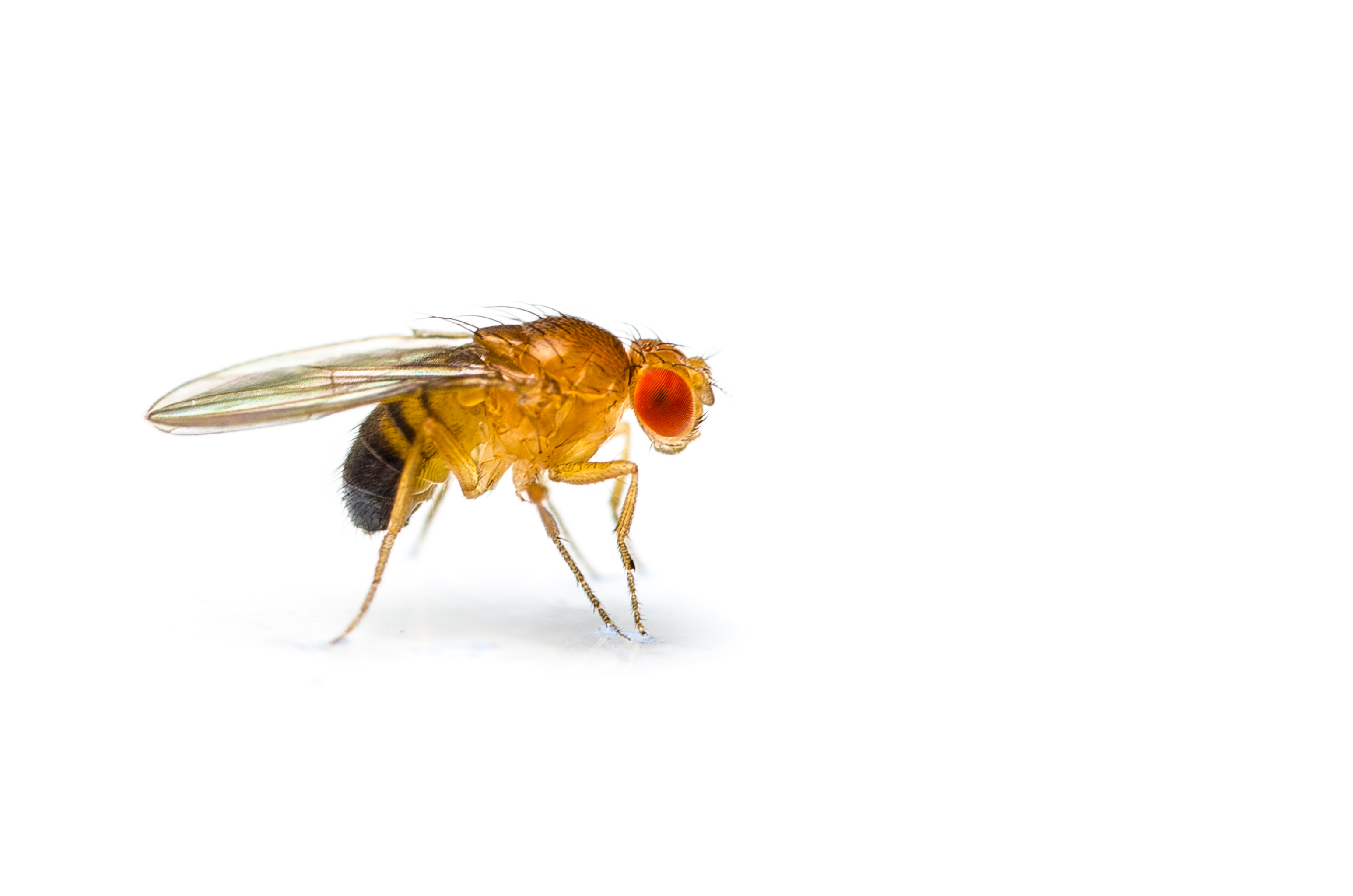 An image of a fruit fly.