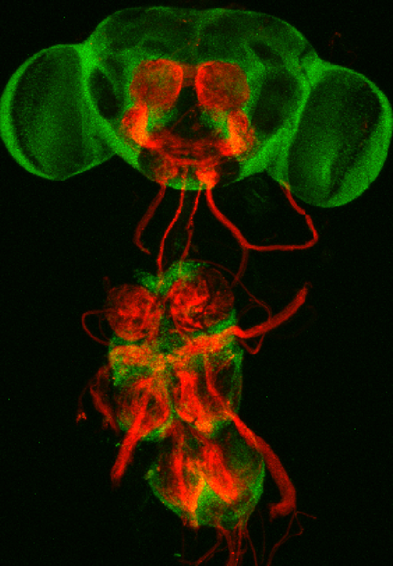 Neurons that express a fly gene