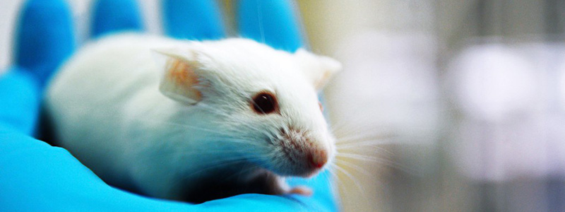 The mouse serves as a valuable model organism for biomedical research. Image courtesy of Mycroyance/Flickr.