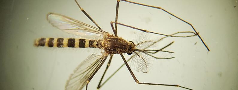 Culex genus of mosquito (female). Photo courtesy of Dr. Jalika Joyner, University of California, Davis.