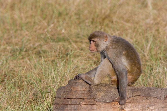 A rhesus macaque at the Oregon National Primate Research Center (ONPRC). Photo courtesy of Betsy Ferguson, Ph.D., ONPRC.