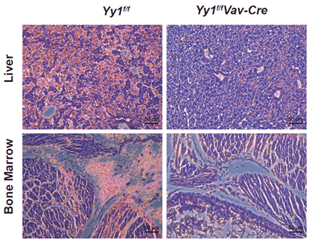 Visualization of YY1 knockout. 