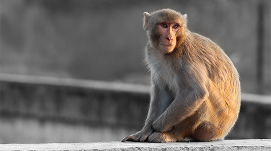 Primate looks out passed the camera.