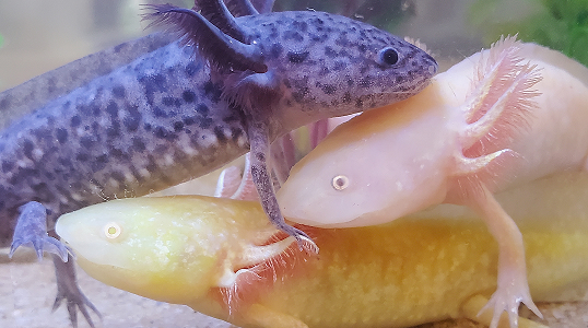 Ambystoma mexicanum.