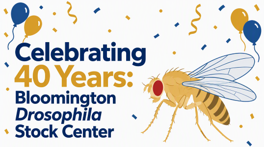 Celebrating 40 years: Bloomington Drosophila Stock Center