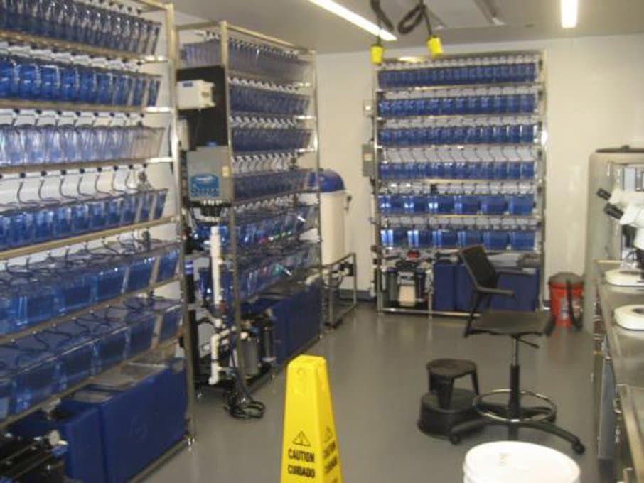 Photograph of numerous small aquariums placed on racks in an animal facility and used for housing zebrafish