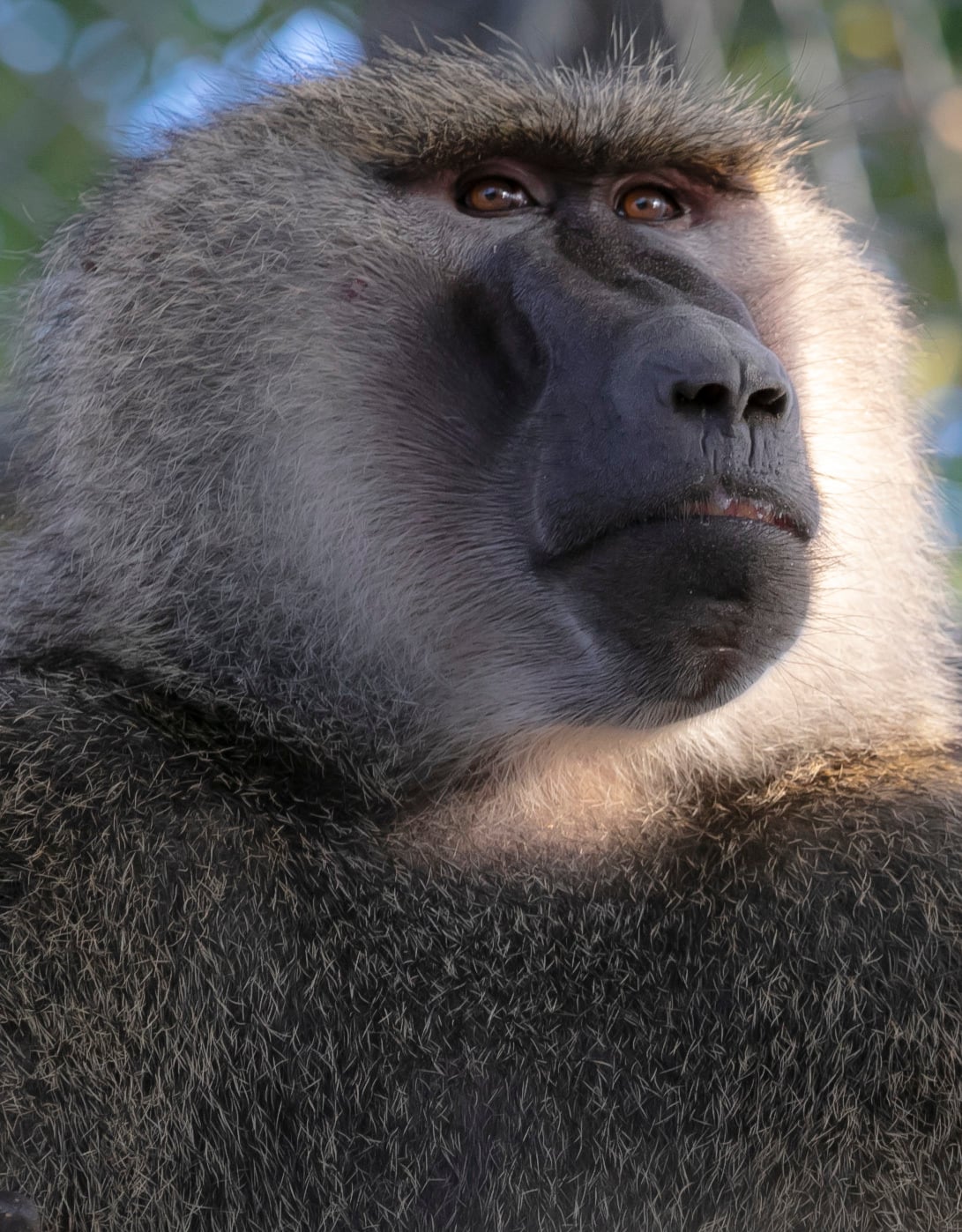 Male baboon.