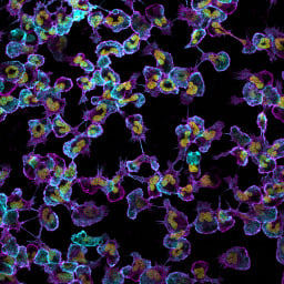 Isolated neutrophils stimulated with insoluble immune complexes.